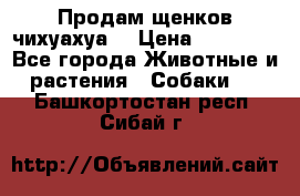 Продам щенков чихуахуа  › Цена ­ 10 000 - Все города Животные и растения » Собаки   . Башкортостан респ.,Сибай г.